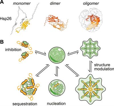 Chaperone regulation of biomolecular condensates